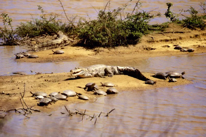 Caimanes y tortugas. 
 Las babillas Caiman crocodilus se asolean en compaa de las tortugas terecayes Podocnemys unifilis. 