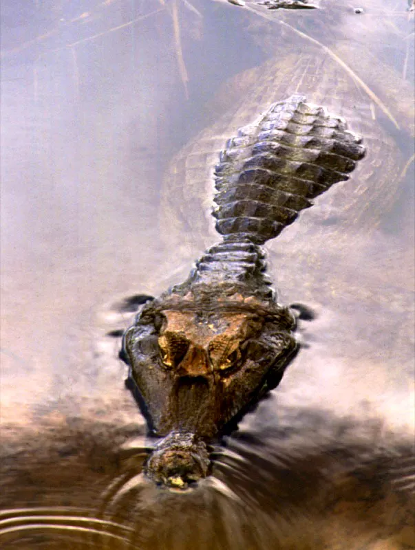 Cocodrilo o caimán de Apure
Cuando los caimanes se deslizan suavemente sobre la superficie tranquila de las aguas, resulta difícil imaginar la agilidad y la ferocidad que despliegan al atacar.