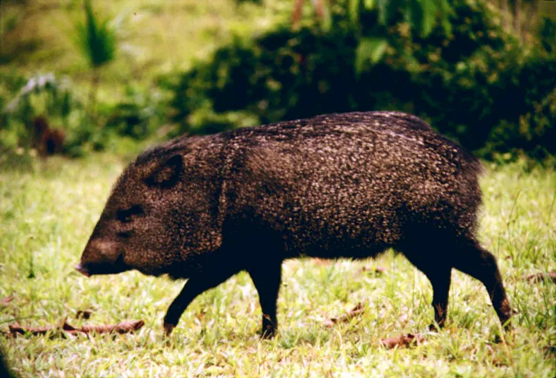 Báquiro llanero.
Los báquiros Tayassu pecari son los cerdos salvajes de las selvas de América. Suelen formar grandes manadas y hacer largos recorridos, hozando la hojarasca en busca de insectos, tubérculos y serpientes.