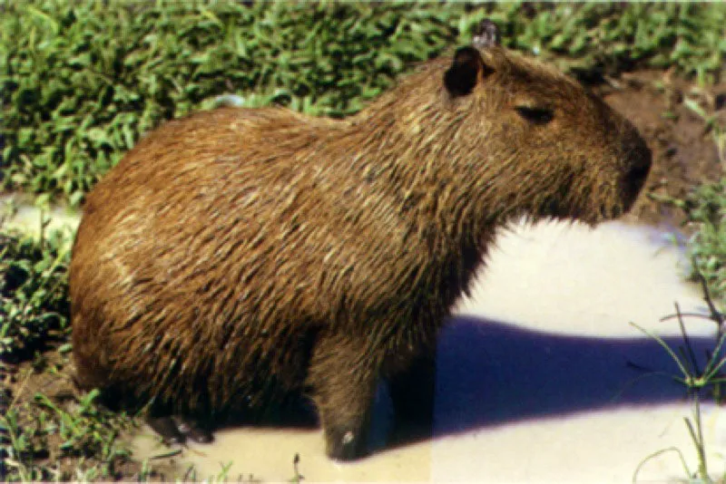 Chigüiro de la Orinoquia.
Los chigüiros Hydrochoeris hydrochaeris son los roedores más grandes del mundo. Se encuentran por toda la Amazonia y la Orinoquia a lo largo de las orillas de los ríos, caños, esteros y ciénagas, pues tienen hábitos anfibios.