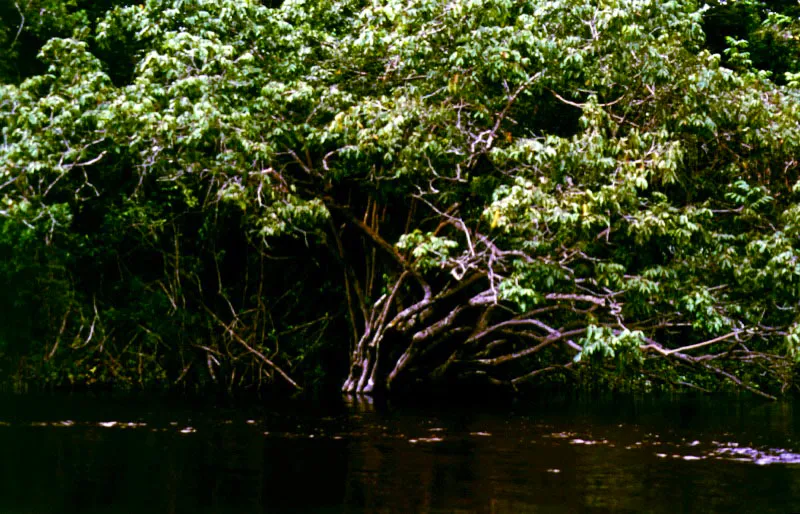Riberas del río Orinoco.