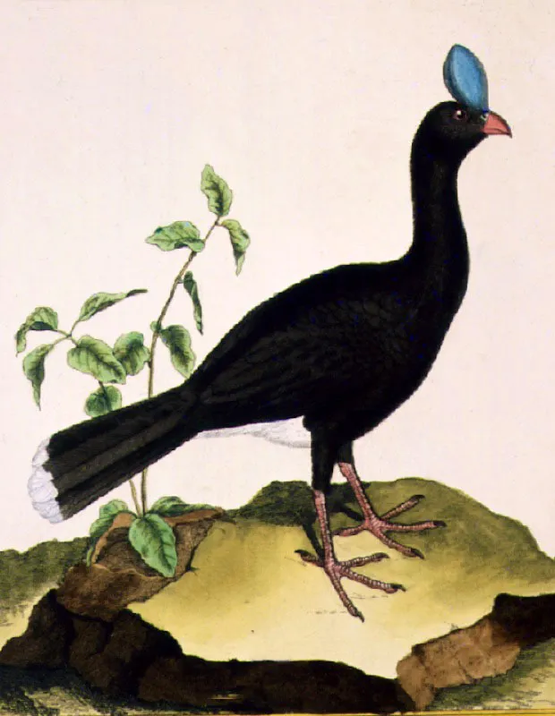 Faisn. Le Pierre de Cayenne
Martinet
Grabado iluminado
22.3 x 17.9 cm
Tomado de Histoire Naturelle des Oiseaux, G.L. Leclerc Conde de Buffon. Pars, 1771
Biblioteca Nacional, Bogot.  