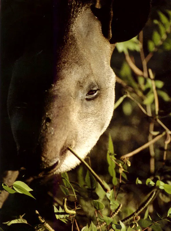 Danta o tapir Tapirus terrestris, el más grande de los herbívoros suramericanos.