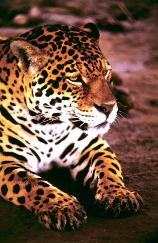 Jaguar americano.
El tigre mariposo o jaguar americano Panthera onca es uno de los mamíferos más imponentes de Suramérica. Humboldt encontró uno tan grande y majestuoso que causó sorpresa aún entre los indígenas que lo acompañaban.