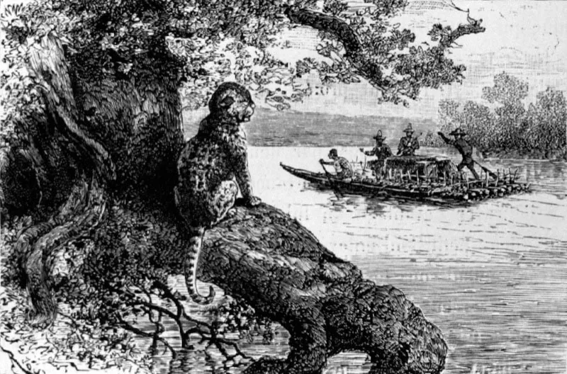 Un jaguar
Dibujo de Riou
7.8 x 11.7 cm
Tomado de Voyages dans l’Amérique du Sud. J. N. Crévaux. París, 1883
Biblioteca Luis Angel Arango, Bogotá.