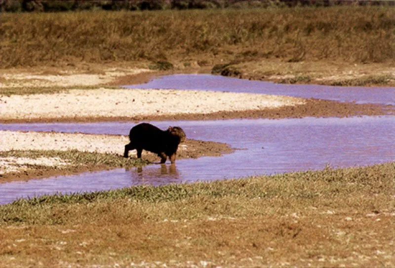 Chigüiros.
Cuando se sienten amenazados los chigüiros Hydrochoeris hydrochaeris corren hacia el agua, donde pueden nadar con gran habilidad, impulsándose con sus patas palmeadas.