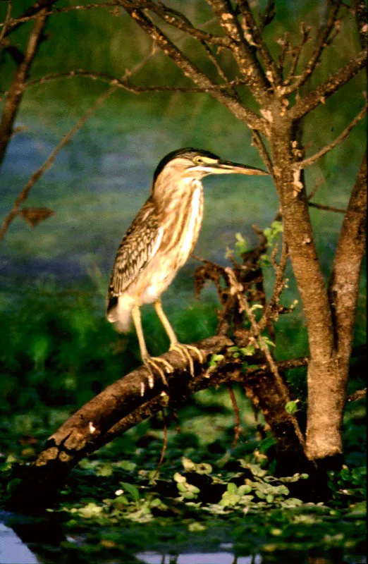 Garza chicuaco.  