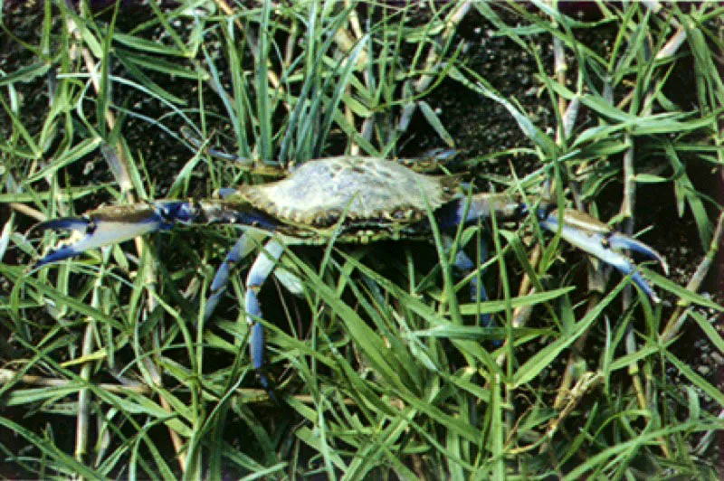 Cangrejos del Orinoco. 

En los ambientes ribereos suelen habitar algunas especies de cangrejos que pasan desapercibidos debido a sus colores crpticos, que se confunden con el follaje. 