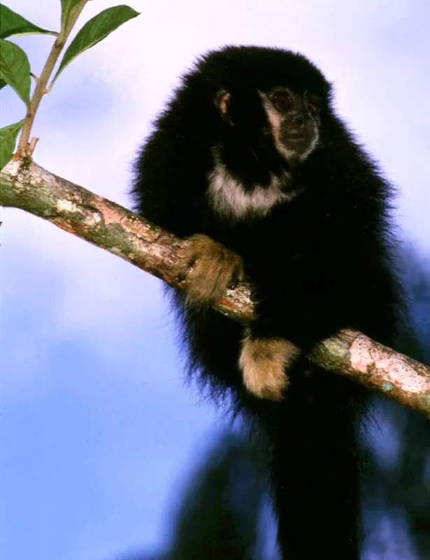 Viuditas.  

Las viuditas Callicebus torquata son mongamas y territoriales, y anuncian sus dominios con fuertes alaridos que turban la aparente tranquilidad de la selva.  