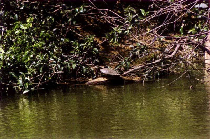 Tortuga Terecay en un afluente del río Orinoco.