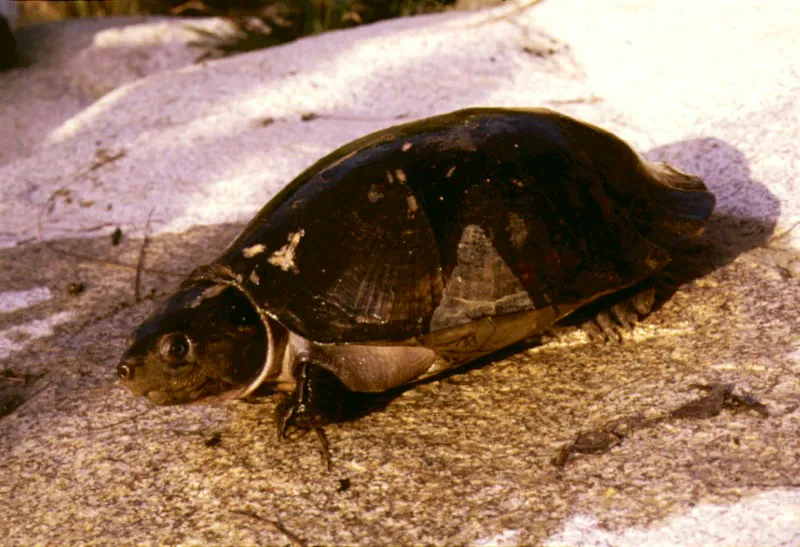 Tortuga Cabezón en las riberas del río Orinoco.
En el Orinoco se encuentran varias especies de tortugas fluviales: las arráu o charapas Podocnemys expansa que son las más grandes del mundo y cuyos huevos depositan en los playones, las terecayes Podocnemys unifilis, que suelen aprovechar las horas de calor para asolearse sobre los troncos, y las cabezonas Podocnemys vogli cuya carne es muy apetecida. En tierra firme viven los morrocos Geoquelone denticulata, que también son muy apetecidos por los aborígenes.