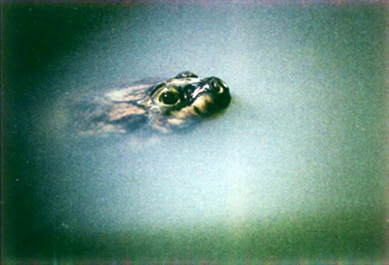 Tortugas Arráu.
Durante toda la temporada de lluvias las tortugas permanecen escondidas y sólo asoman para respirar. Cuando bajan las aguas, las tortugas arráu Podocnemys expansa se reúnen en las playas para desovar. Sorteando el acecho de los jaguares, las tortugas abren un agujero en la arena y depositan sus huevos, para taparlos luego y dejarlos al cuidado del sol, que habrá de incubarlos hasta el nacimiento de los tortuguillos.