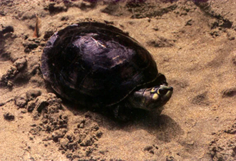 Tortugas Arráu.
Durante toda la temporada de lluvias las tortugas permanecen escondidas y sólo asoman para respirar. Cuando bajan las aguas, las tortugas arráu Podocnemys expansa se reúnen en las playas para desovar. Sorteando el acecho de los jaguares, las tortugas abren un agujero en la arena y depositan sus huevos, para taparlos luego y dejarlos al cuidado del sol, que habrá de incubarlos hasta el nacimiento de los tortuguillos.