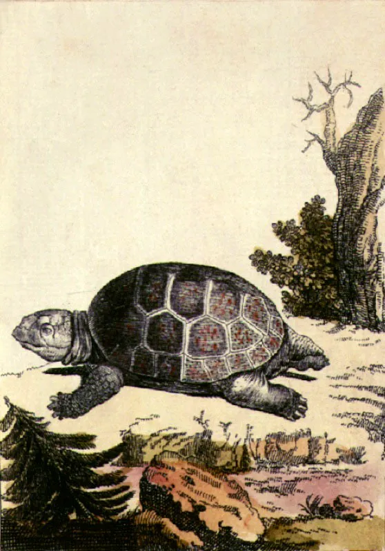 La redonda.
Grabado iluminado. 12 x 7.5cm
Tomado de Historia natural de los cuadrúpedos, ovíparos y de las culebras. Conde de La Cepede
Madrid, 1805
Biblioteca Nacional, Bogotá
