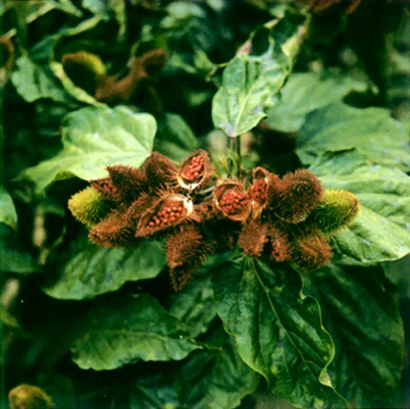 Planta y fruto del achiote.   