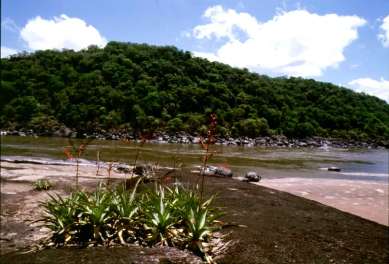 Bromelias en las riberas del río Orinoco.
