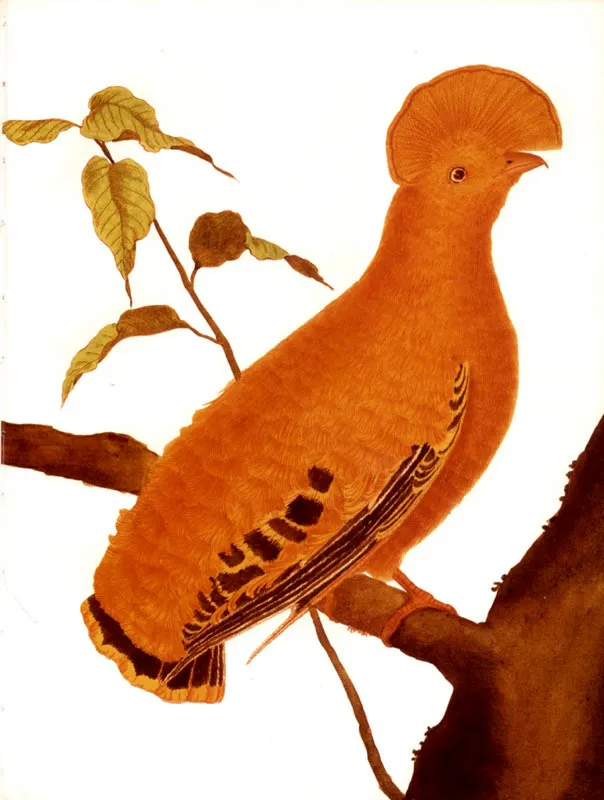 Gallito de Roca
Martinet
Grabado iIuminado
22.3 x 17.9 cm
Tomado de Histoire Naturelle des Oiseaux, G.L Leclerc Conde de Buffon. París, 1771
Biblioteca Nacional, Bogotá.