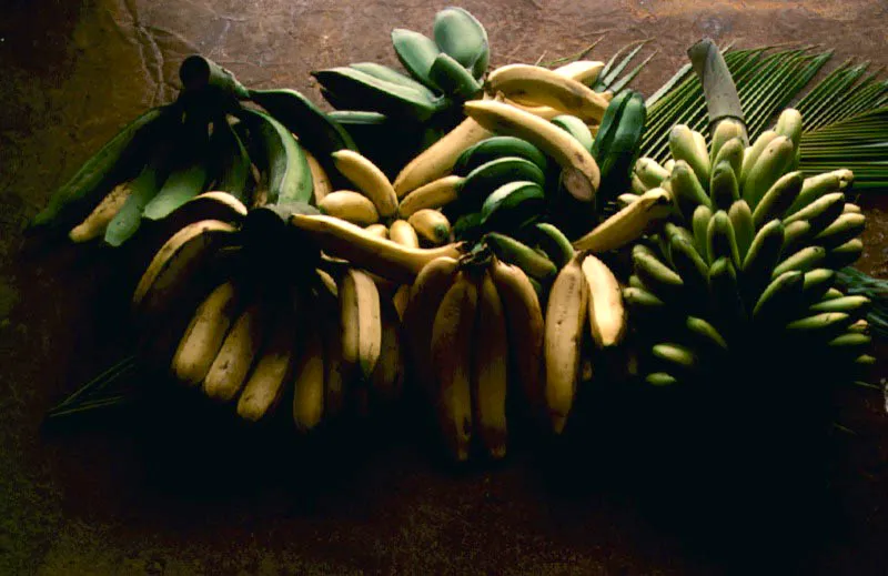 Variedades de plátano y de banano de la selva del Orinoco.
Aunque el banano no es tan común en las riberas del Orinoco se encontraba en los conucos de las misiones, que lo habían introducido desde las regiones costeras.