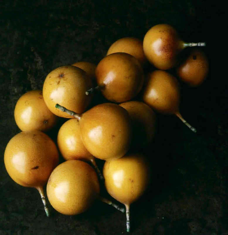 Frutos de la granadilla.
Los frutos de las pasionarias, conocidos también con el nombre de granadillas Passiflora sp. , ofrecieron una dulce tregua a Humboldt, a Bonpland y al padre Zea, quienes se hallaban exhaustos cuando arribaron a la zona de los raudales.