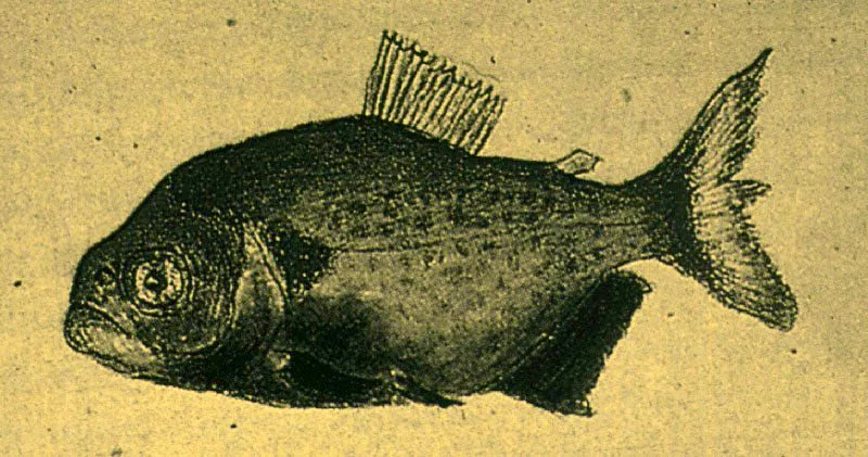 Caribito
Juan de Dios Castel, 1754
Dibujo
Real Jardín Botánico de Madrid.