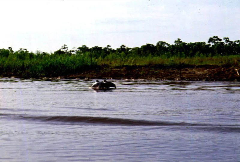 Delfines rosados del Orinoco. 

Las toninas o delfines rosados Inia geoffrensis juguetean con frecuencia junto a las embarcaciones que remontan el ro Atabapo. Sus chapoteos y resoplidos reemplazan la algaraba de los animales del Orinoco. 