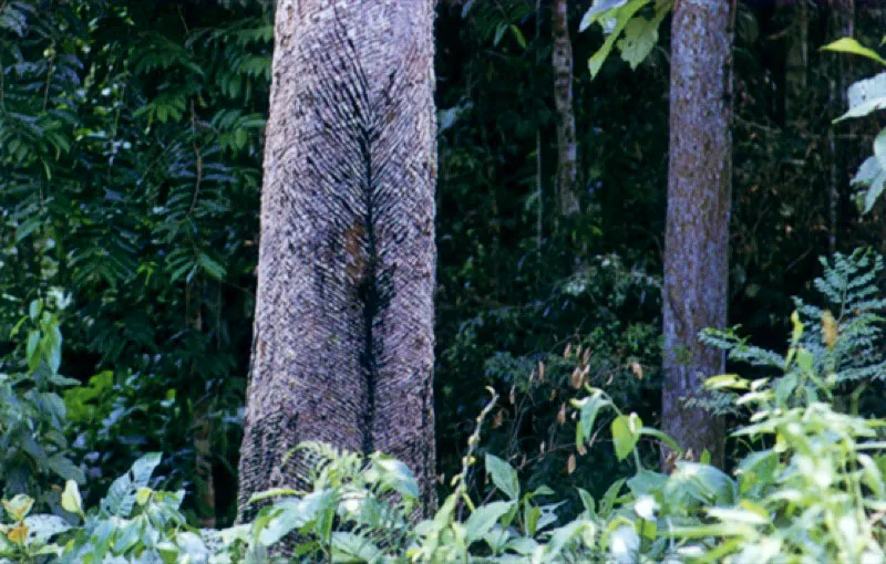 Arbol de caucho entre la selva.
El caucho Hevea brasilensis provee de una resina que sirve a los indígenas para impermeabilizar algunas fibras vegetales y para la fabricación de objetos para uso lúdico y ritual.