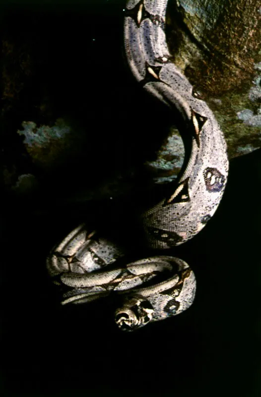 Boa constrictor
La Boa constrictor acecha a sus víctimas desde las ramas de los árboles, y cuando atrapa algún animal lo estrangula y lo engulle entero. Después realiza una larga y paciente digestión.