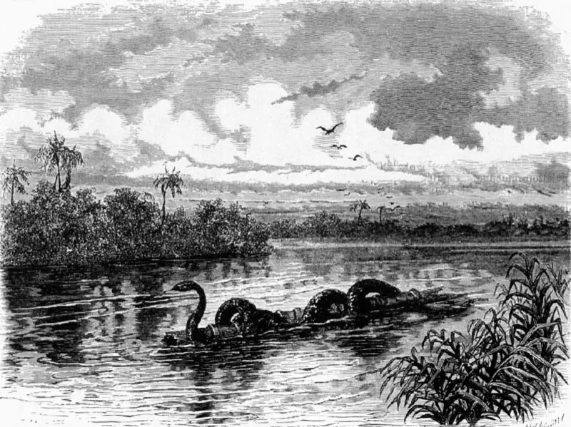 Migración de una boa en el Río Verde
Dibujo de A. Neuville
11.7 x 16 cm
Tomado de Voyage à la Nouvelle Grenada, Charles Safray. París, 1873
Academia Colombiana de Historia, Bogotá.