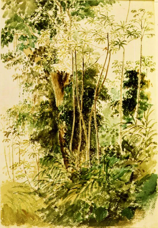 Vegetación Tropical.
Camille Pissarro, 1852-1854
Acuarela y grafito sobre papel
54.7 x 37.9 cm
Banco Central de Venezuela, Caracas.