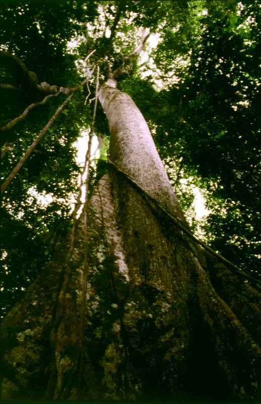 Grandes árboles del bosque amazónico.