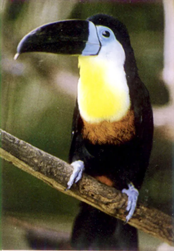 Tucán en el Atabapo.
La abundancia de las aves que visitan los Llanos y la selva es sobrecogedora. Durante el verano suelen formar grandes bandadas y congregarse en los espejos de agua que sobreviven a la sequía.