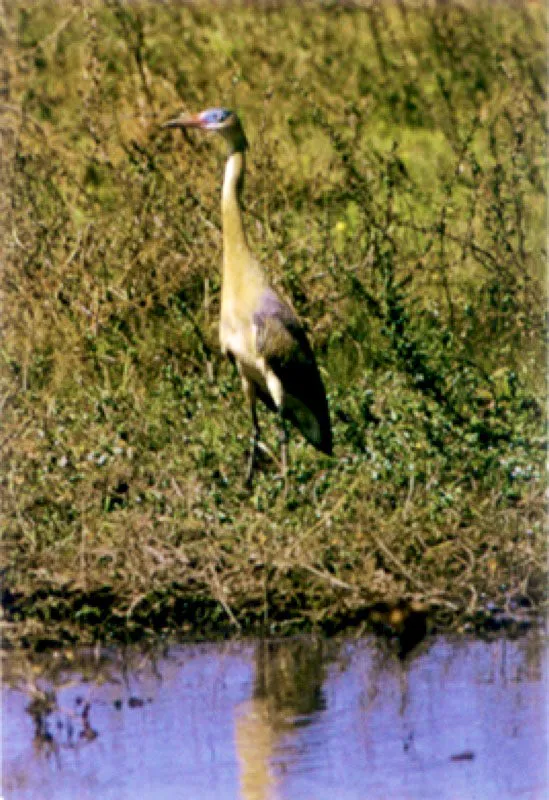 Garza salvadora en el Atabapo.
La abundancia de las aves que visitan los Llanos y la selva es sobrecogedora. Durante el verano suelen formar grandes bandadas y congregarse en los espejos de agua que sobreviven a la sequía.