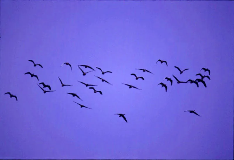 Patos en el Atabapo
La abundancia de las aves que visitan los Llanos y la selva es sobrecogedora. Durante el verano suelen formar grandes bandadas y congregarse en los espejos de agua que sobreviven a la sequía.