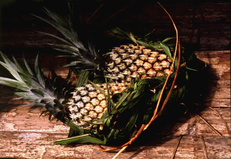 Piñas de La Esmeralda.
Tanto en el Casiquiare como en el Orinoco se cultivan variedades de piña de gran calidad. Su perfume, su tamaño y su dulzura son un extraordinario regalo en aquellos parajes.