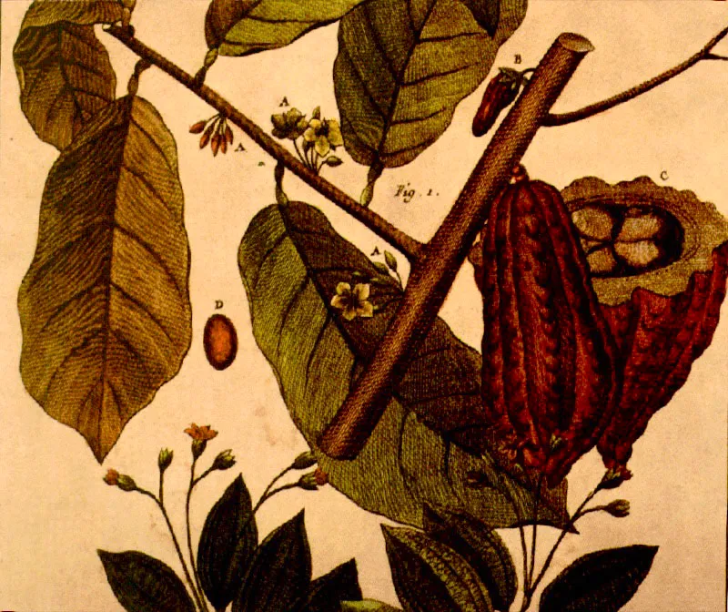 Piña, banano y cacao
Martinet
Grabados iluminados
Histoire Naturelle G.L. Leclerc Conde de Buffon, siglo XVIII.