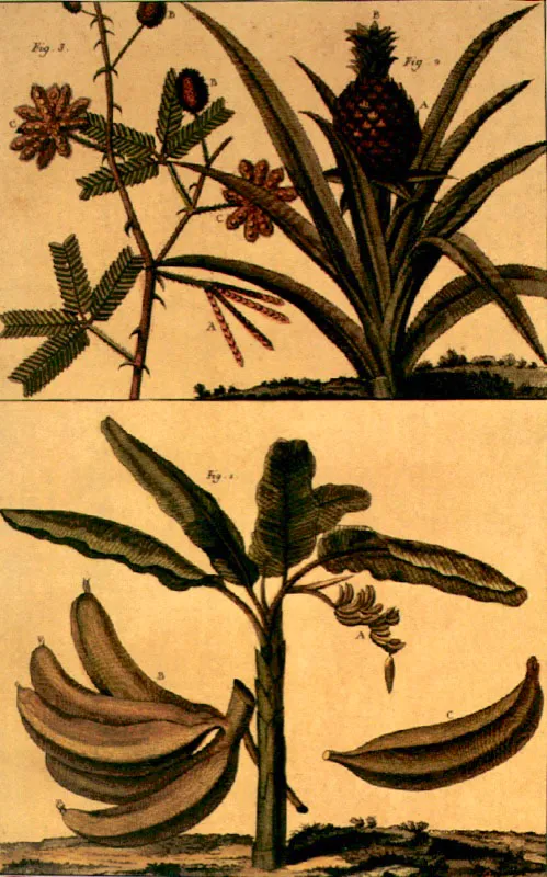 Piña y banano.
Martinet
Grabados iluminados
Histoire Naturelle G.L. Leclerc Conde de Buffon, siglo XVIII