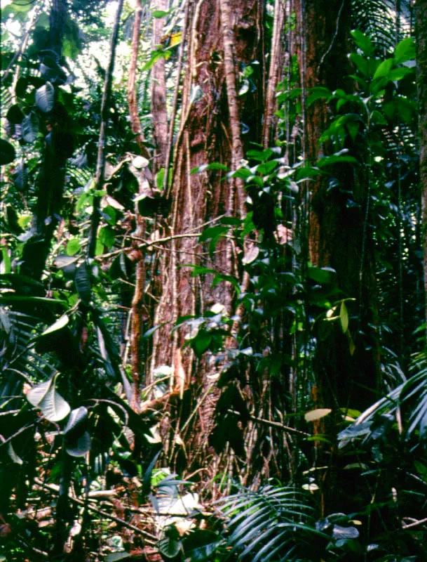 Bosque amazónico.
