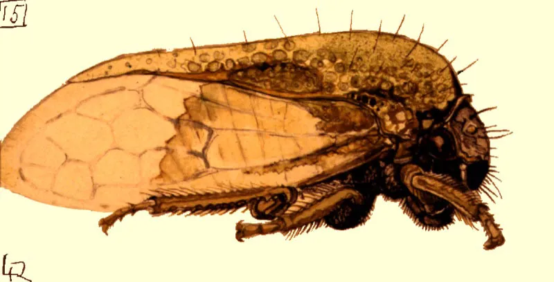 Membrcido
Penichrophorus nasuta
Acuarela
Dcada del 40
22 x 27 cm. 