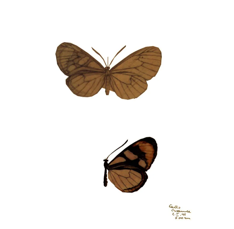 Mariposa Ithomiida. Acuarela. 1940 c.  