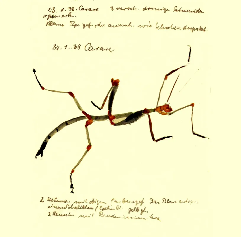 Phasmidae. Acuarela. 1938. 