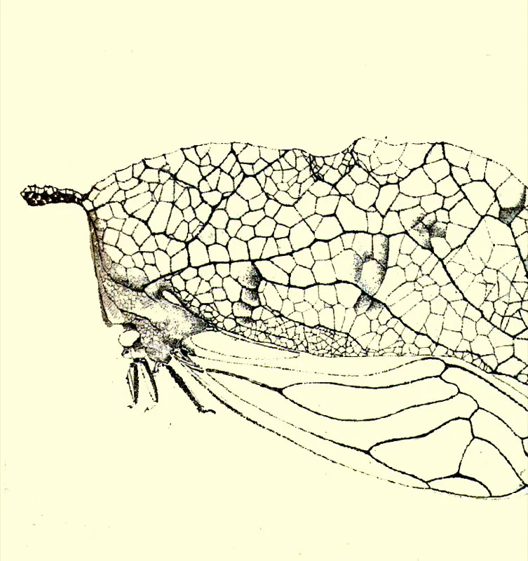 Membrcido Oeda hamulata. Dibujo. 1940 c. 