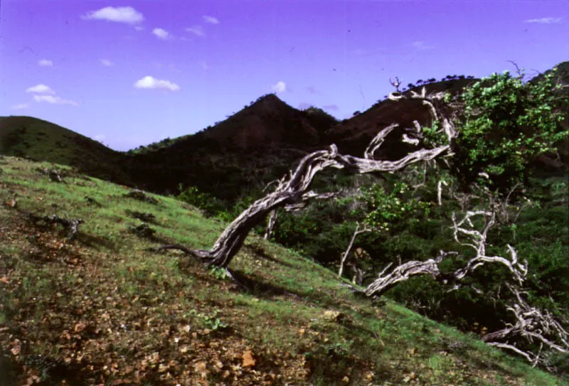 Poropo. Santiago Harker