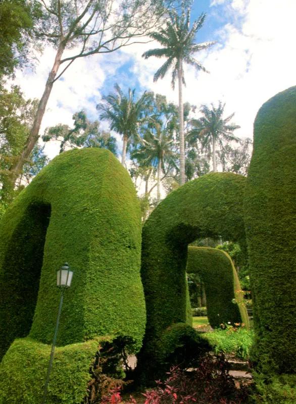 Profusión de pinos, palmas de cera
y otras variedades de plantas,
conforman el parque de El Chicó que
conserva intacto el ambiente bucólico de
la Sabana.