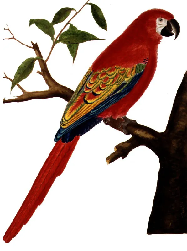 GUACAMAYA BANDERA.
Aramacao. Pilar Gómez