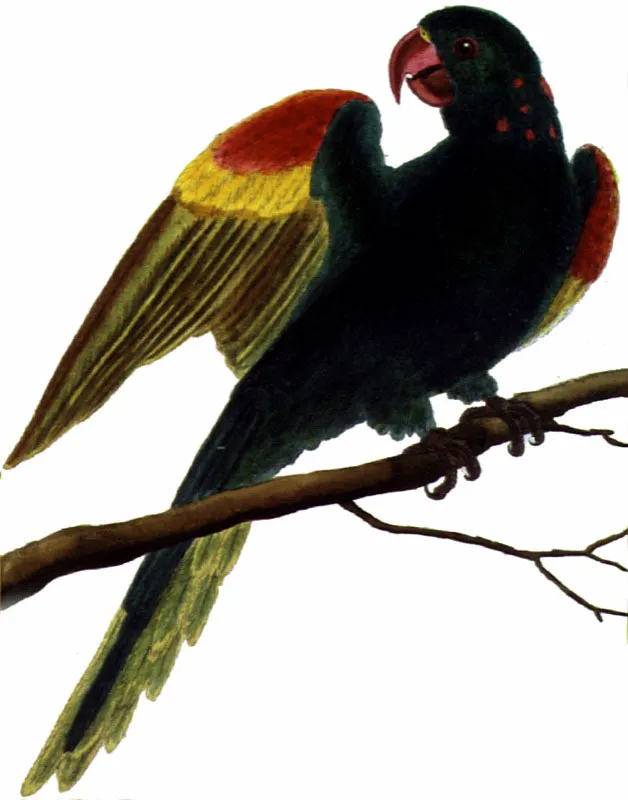 PERICO GUYANENSE.
Aratinga leucopthalmus. Pilar Gómez