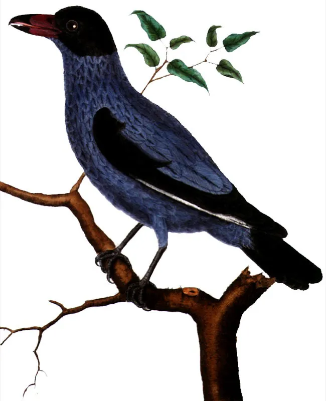 TITIRA COLINEGRA.
Tityra cayanensis. Pilar Gómez