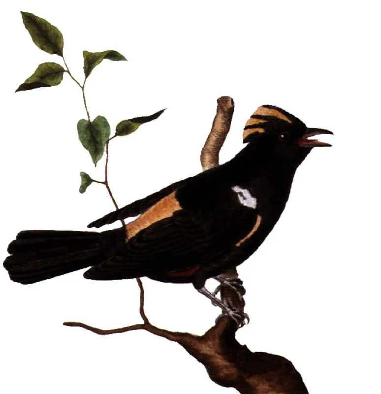 TANGARA DE SURINAM.
Tachyphonus surinamus Pilar Gómez