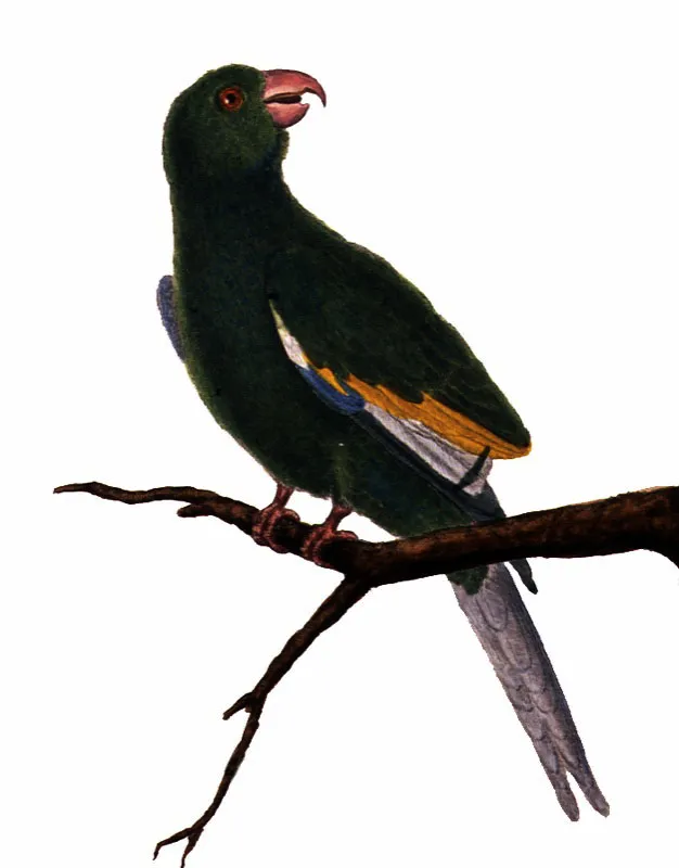 PERIQUITO ALA AMARILLA.
Brotogeris versicolorus. Pilar Gómez