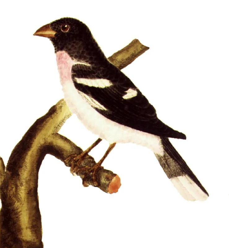 PICOGRUESO DEGOLLADO.
Pheucticus ludovicianus. Pilar Gómez