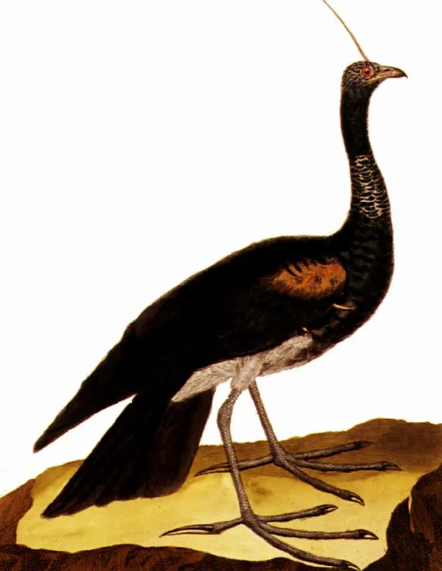 ARAUCO, ARUCO, O BUITRE DE CIENAGA.
Anhima cornuta Pilar Gómez